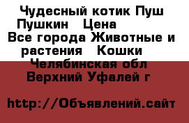 Чудесный котик Пуш-Пушкин › Цена ­ 1 200 - Все города Животные и растения » Кошки   . Челябинская обл.,Верхний Уфалей г.